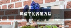 风信子花怎么养 风信子的养殖方法，风信子花图片