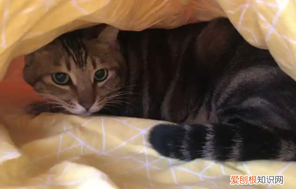 猫咪为什么老是刨被子,猫为什么在床上刨被子,猫咪为什么刨我的被子