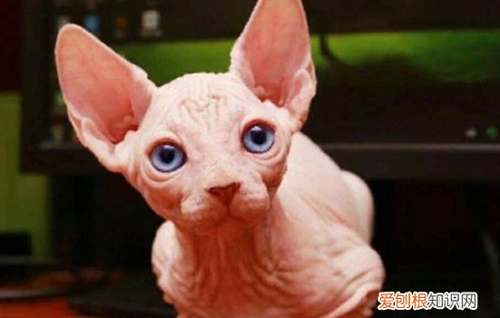 猫咪为什么老是刨被子,猫为什么在床上刨被子,猫咪为什么刨我的被子