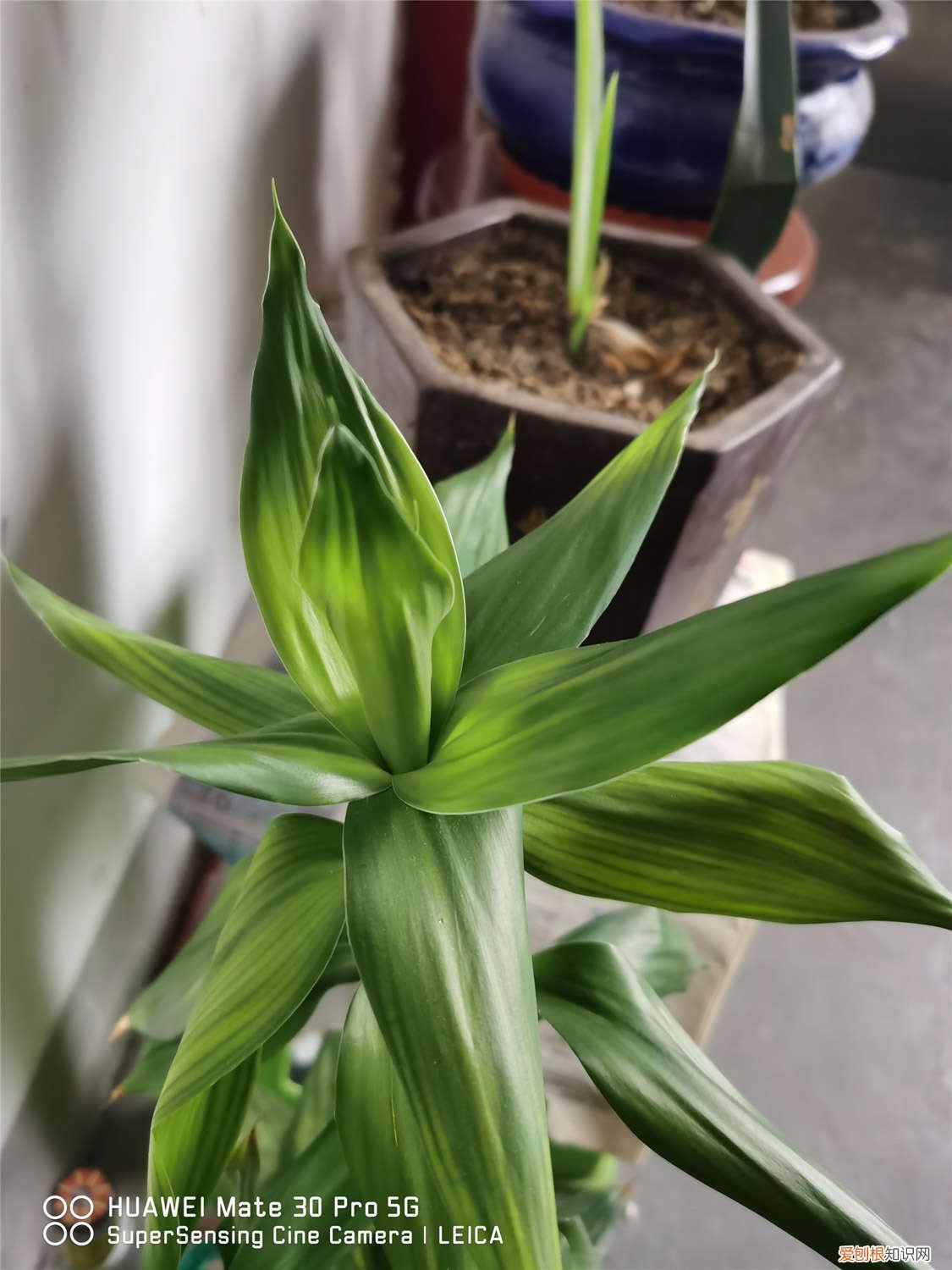 水养富贵竹的方法和注意事项 富贵竹的养法，水养富贵竹的方法