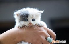 被猫抓伤了最晚什么时候打针 粉碎24小时后疫苗无效的谣言