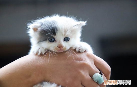 被猫抓伤了最晚什么时候打针 粉碎24小时后疫苗无效的谣言