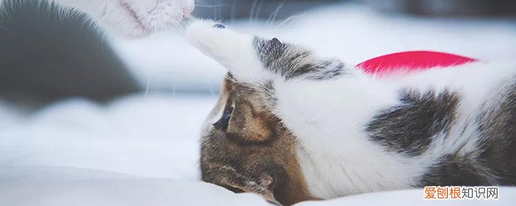 过年期间猫咪怎么办 过年猫咪要注意什么,过年小猫要注意什么,过年猫要注意什么