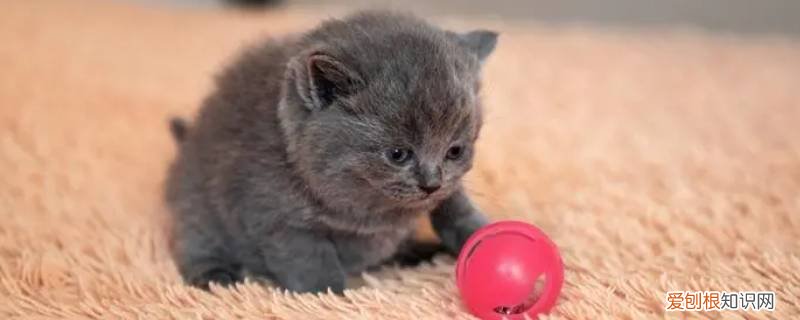 小猫被叼到猫砂盆里 小猫被猫砂盆夹了有事吗