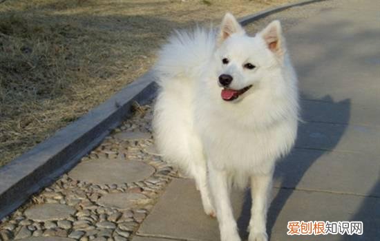 像狐狸的狗 长的像狐狸的狗有哪些