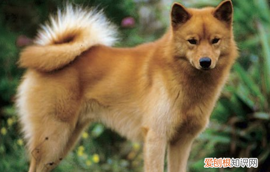 像狐狸的狗 长的像狐狸的狗有哪些