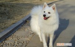 7种长得最像狐狸的狗 长的像狐狸的狗是什么