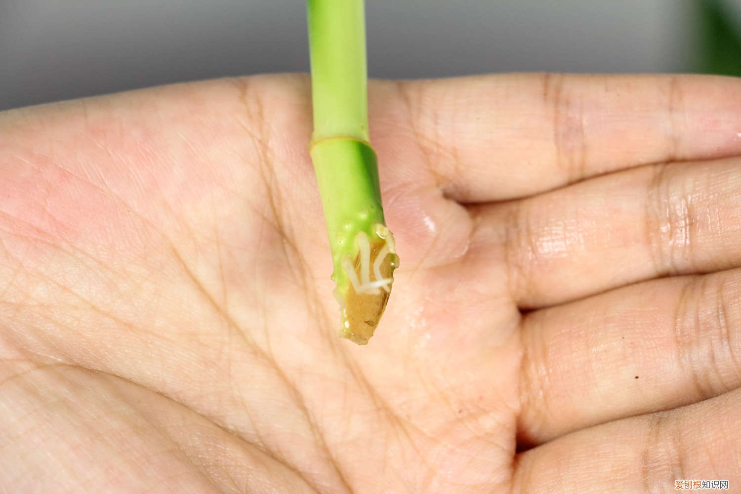 怎样用水养富贵竹 富贵竹怎么水养，富贵竹水养技巧