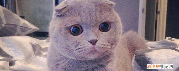 折耳猫可以喝高钙羊奶粉吗 折耳猫能喝羊奶粉吗,折耳猫可以喝羊奶粉吗,折耳猫能不能喝羊奶粉