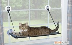 被猫抓了一下轻微破皮要打针吗 家有猫主谁还能不带点伤