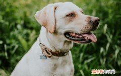拉布拉多的缺点 拉布拉多的缺点是什么