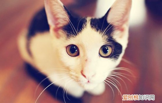 猫可以剃毛吗 给猫剃毛等于酷刑