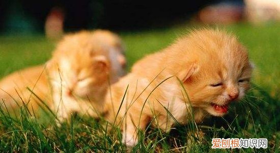 猫可以剃毛吗 给猫剃毛等于酷刑