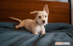 狗狗咳嗽干呕治疗费用 狗狗咳嗽干呕怎么治疗