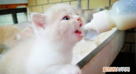 猫掉毛是什么原因 这几种原因你要了解