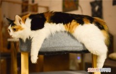 给猫梳毛的三大好处 定期给喵主子梳毛很重要