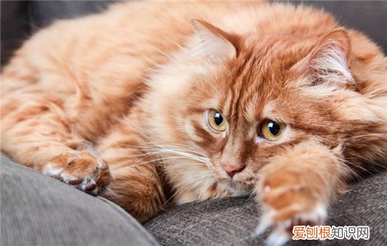 给猫梳毛的三大好处 定期给喵主子梳毛很重要