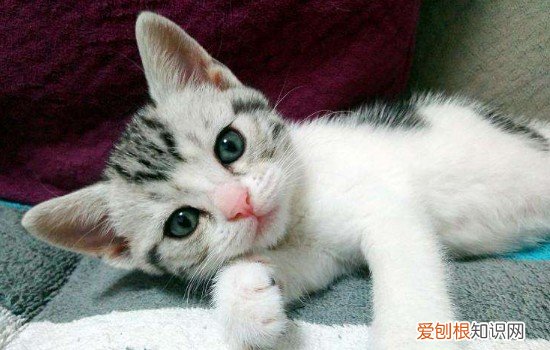 猫咪踩奶原因 猫踩奶是什么原因,猫为什么踩奶,奶猫踩奶是什么原因