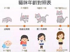养猫知识大全 新手看着篇就够了