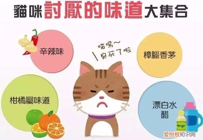养猫知识大全 新手看着篇就够了