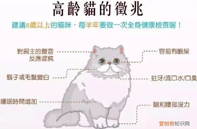 养猫知识大全 新手看着篇就够了