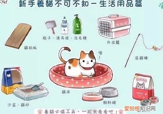 养猫知识大全 新手看着篇就够了
