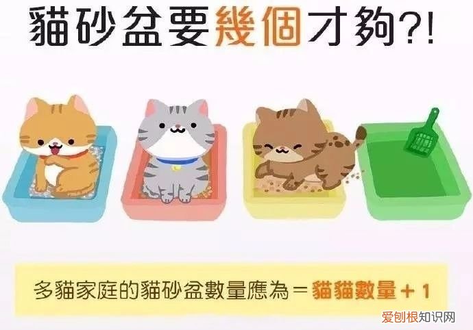 养猫知识大全 新手看着篇就够了