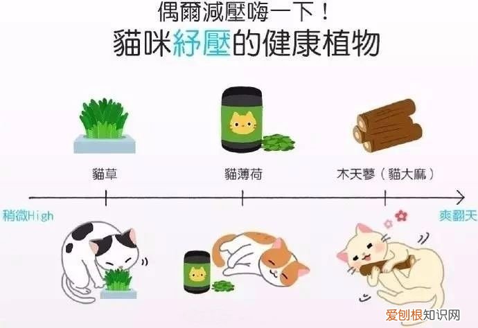 养猫知识大全 新手看着篇就够了