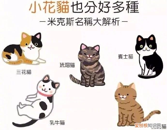 养猫知识大全 新手看着篇就够了