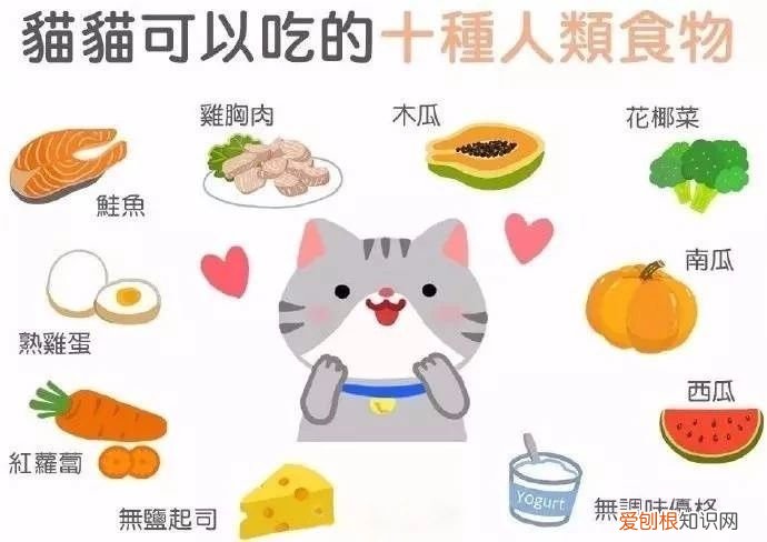 养猫知识大全 新手看着篇就够了