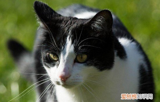 猫打喷嚏是什么原因 猫为什么打喷嚏,猫为什么会打喷嚏,猫打喷嚏是怎么回事