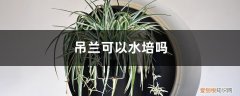 吊兰能水培嘛 吊兰可以水培吗，吊兰怎么水培