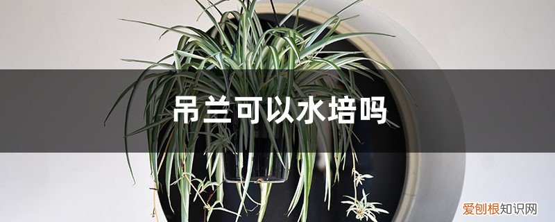 吊兰能水培嘛 吊兰可以水培吗，吊兰怎么水培