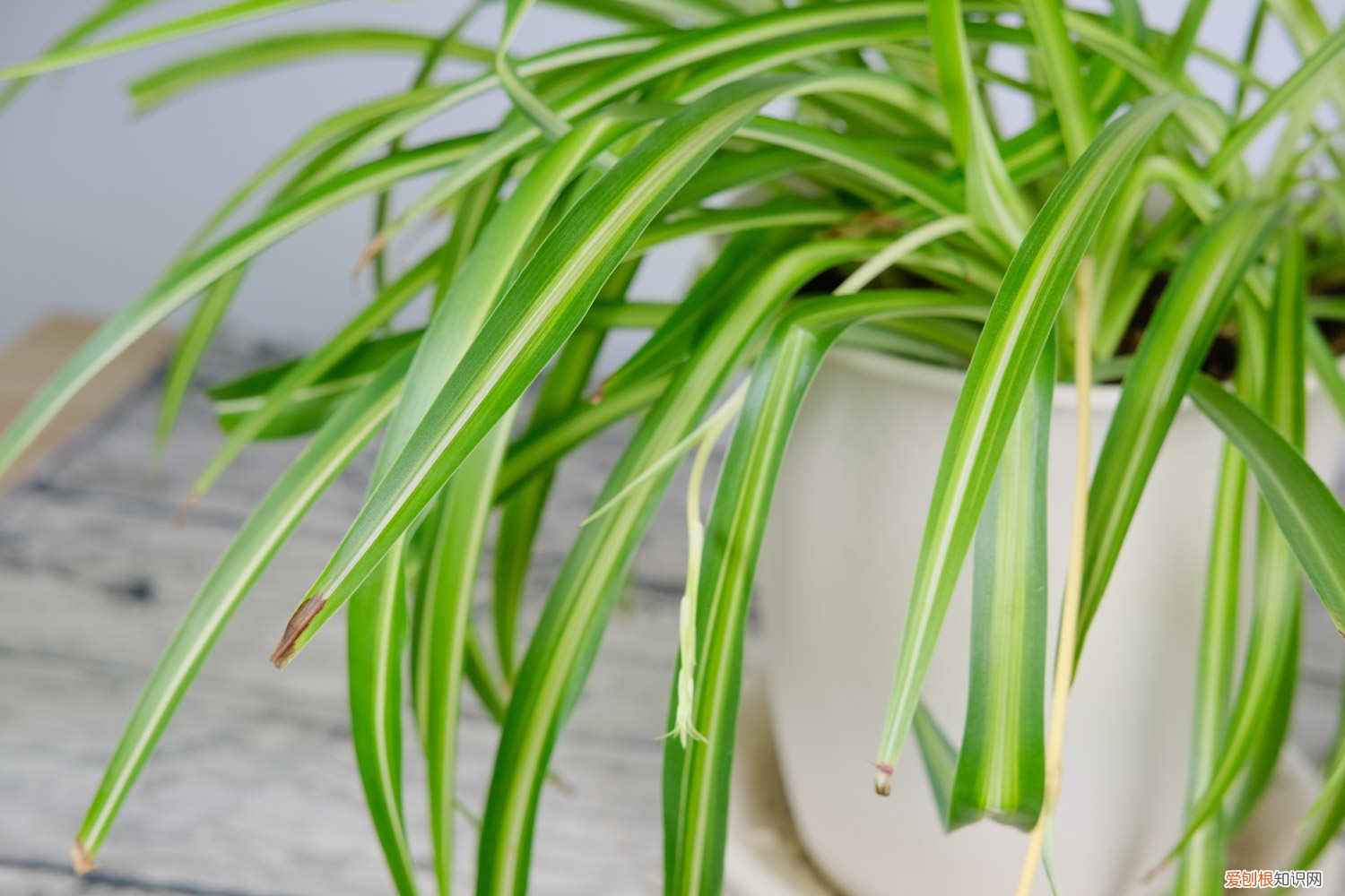 吊兰能水培嘛 吊兰可以水培吗，吊兰怎么水培