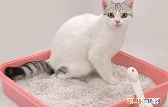 猫便秘常见的三种原因 猫便秘该如何治疗