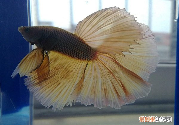 斗鱼吃什么食物 斗鱼喂养什么好