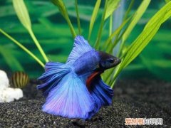 斗鱼怎么养 斗鱼的饲养方法