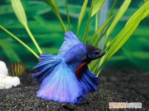 斗鱼怎么养 斗鱼的饲养方法