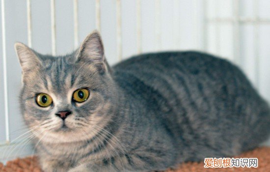 寄养过的猫咪会不会不认自己了,把猫咪寄养后他还会认识我吗,猫咪寄养半年还认我吗