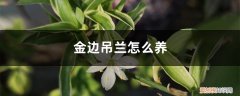 金边吊兰怎么养好 金边吊兰怎么养，金边吊兰图片