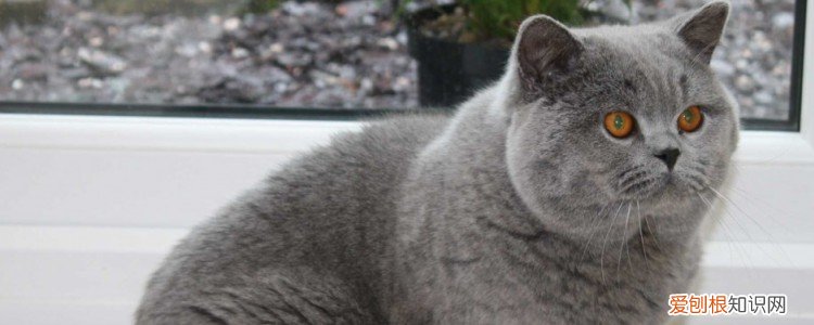 猫咪多大需要吃卵磷脂 猫多大可以吃卵磷脂,猫从多大开始吃卵磷脂,猫多大吃卵磷脂比较好