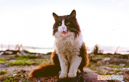 猫咪的年龄要怎么看 可以从这三方面推断猫咪的年龄