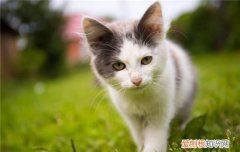 猫咪的年龄要怎么看 可以从这三方面推断猫咪的年龄