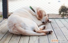 拉布拉多感冒症状抽搐 拉布拉多感冒症状