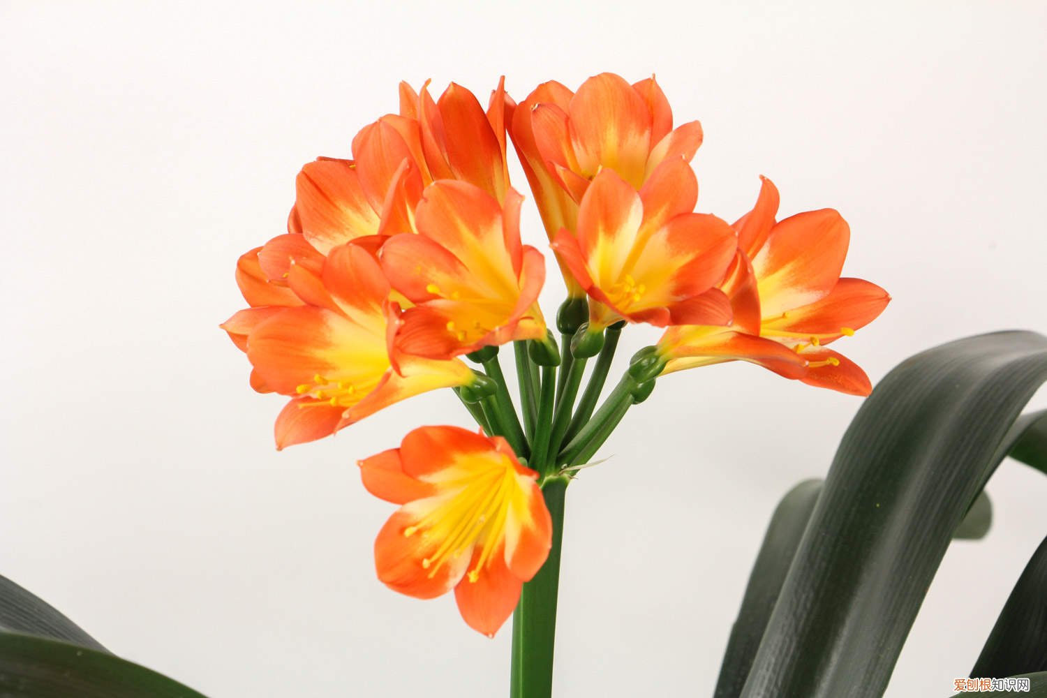 君子兰要开花怎么养 君子兰怎么养才能开花，君子兰开花有什么兆头