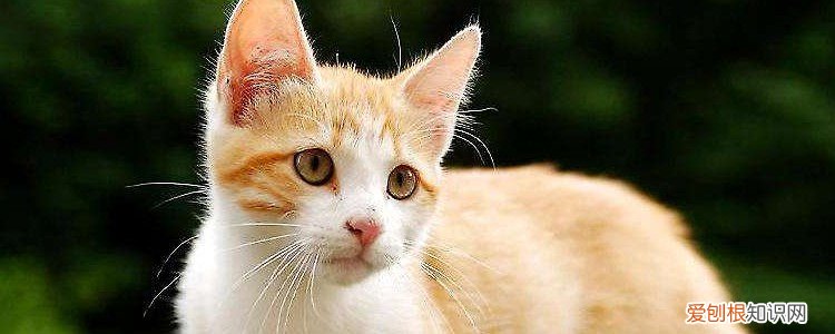 如何改正猫咪挑食 如何改善猫咪挑食,怎么改善猫咪挑食,怎样改善猫咪挑食