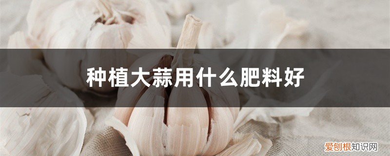 种大蒜什么肥料最好 大蒜专用肥 种植大蒜用什么肥料好