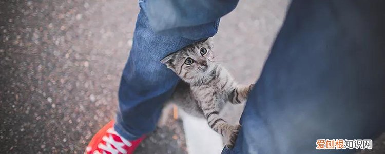 猫咪为什么不能消化猫毛,猫为什么不能消化毛,猫为什么不能消化自己的毛