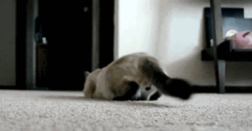 猫摇尾巴是开心吗 和狗狗摇尾巴不一样喔