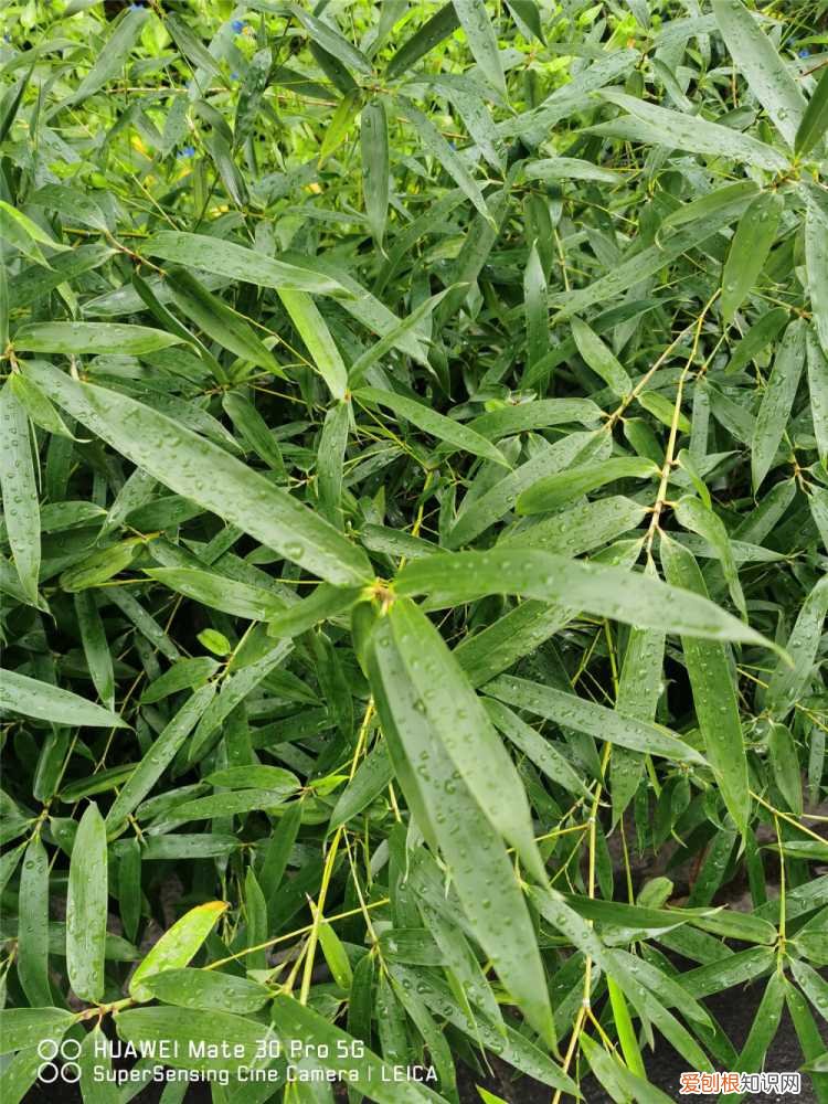 竹子 怎么种 竹子怎么种，竹子图片